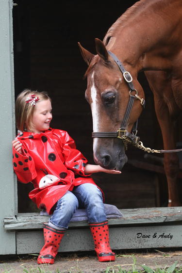 Morgan horse