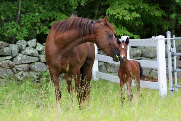 Morgan horses