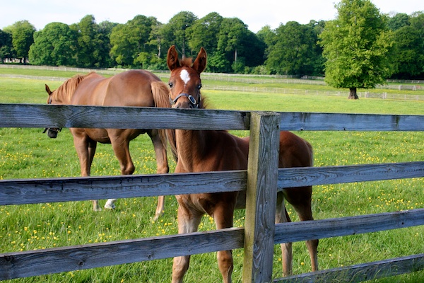 mount juliet equestrian vacation ireland