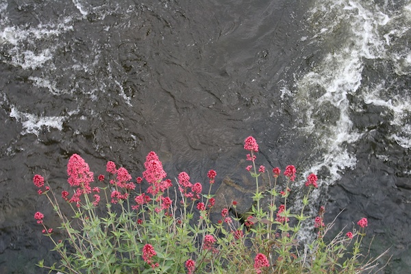 mount juliet flowers