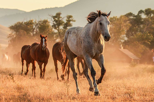 Mountain Sky Guest Ranch Montana