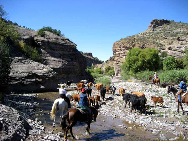 cattle drive holiday new mexico