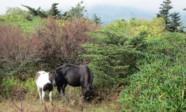 mt rogers wild ponies virginia