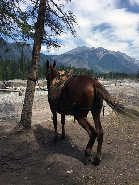 pack mule in banff national park, canada