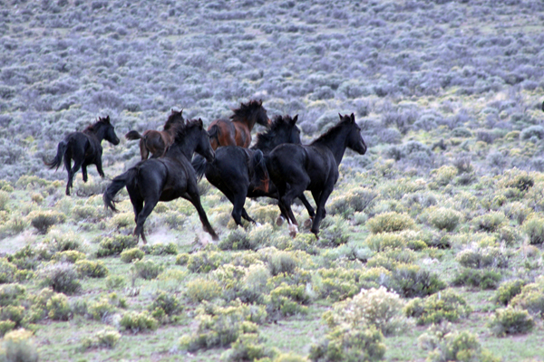 wild mustangs colorado