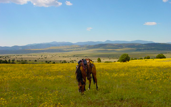 Looking S.W. across SS Basin into the Gila Wilderness