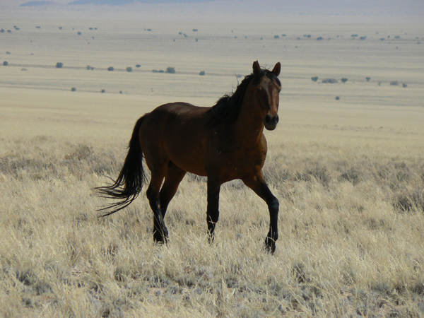 Wild Stallion Namibia