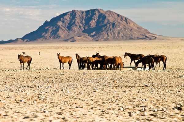 Namibia Wild Horse Herd