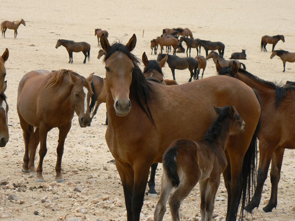 Namibia Wild Horses