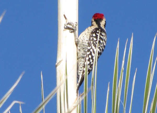 nature woodpecker scottsdale preserve
