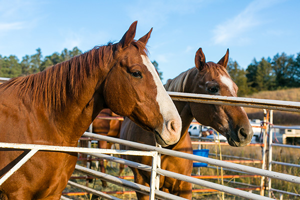 Horses inside pens at the Windmill 25 area in the national forest