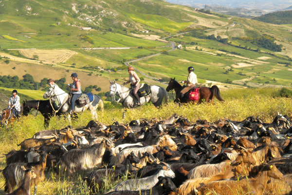 nebrodi goat herd