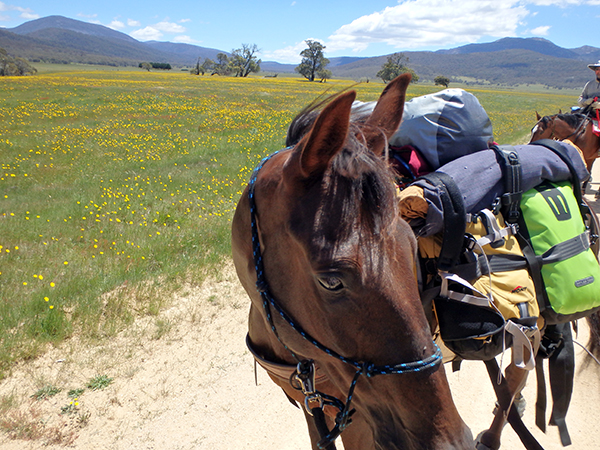 Ned standardbred rescue