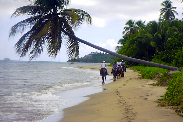 Nevis equestrian centre horseback