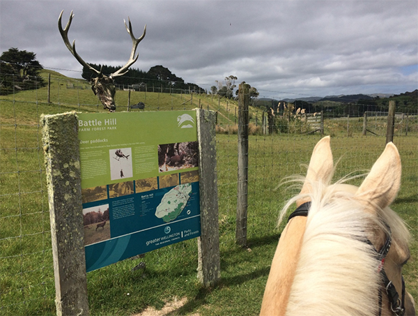 between ears view from horseback of the deer farm at battle hill forest park in new zealand