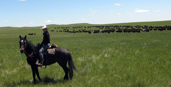 new haven ranch cattle drives