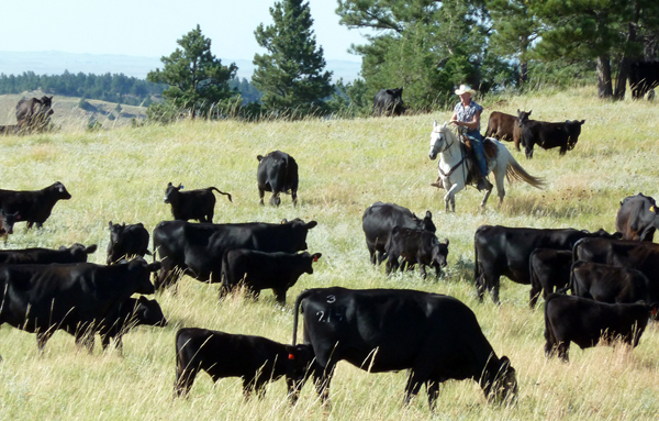 new haven ranch wyoming cattle drives