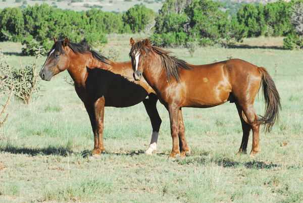 New Mexico wild horses