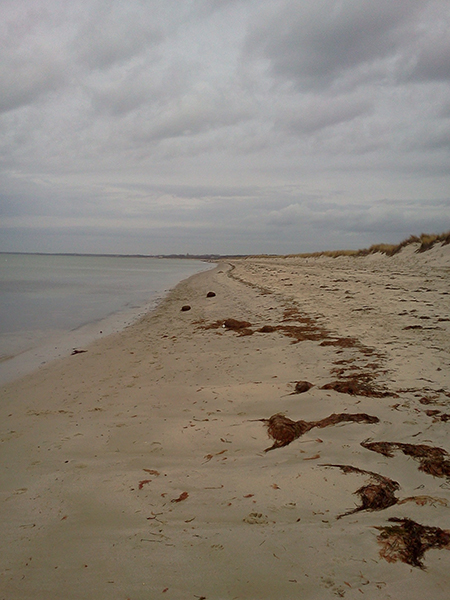 nickerson beach in brewster massachusetts