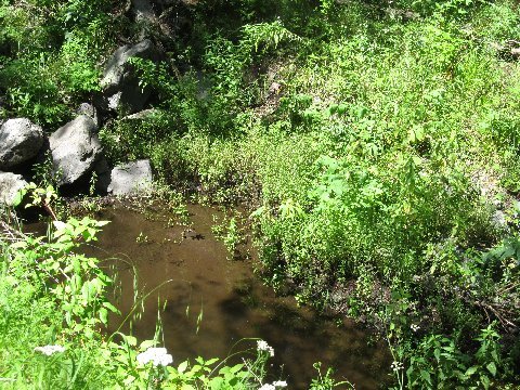 new mexico horse trails water