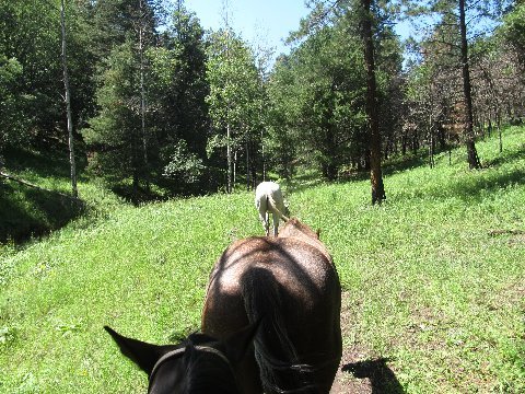 new mexico horseback riding trails