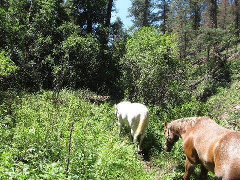 new mexico ruidoso argentina horse trails