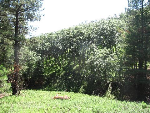 horse rolling in grass new mexico