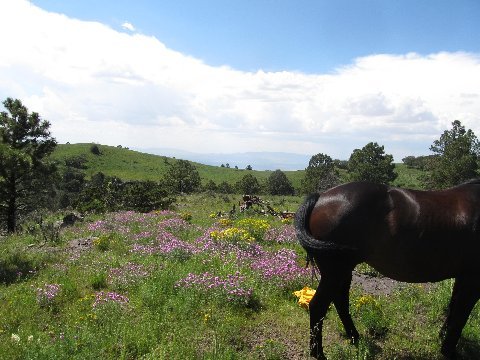 new mexico fields wildflowers