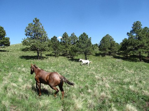 horseback riding argentina trail new mexico