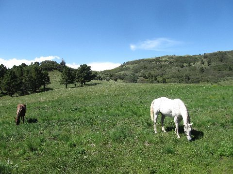 new mexico horseback grazing