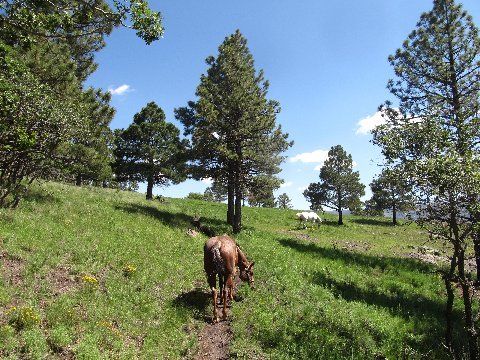 horseback riding mountains new mexico