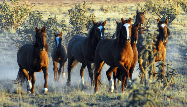 new mexico wild horses