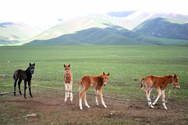 nomad owned foals in western Kyrgyzstan