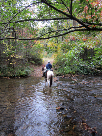 north mills river trails pisgah horseback riding north carolina