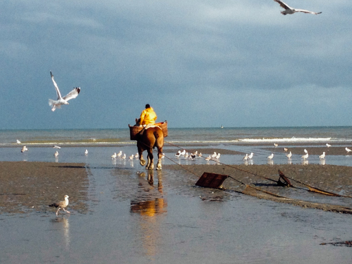 Fishing for Shrimp on Horseback North Belgium