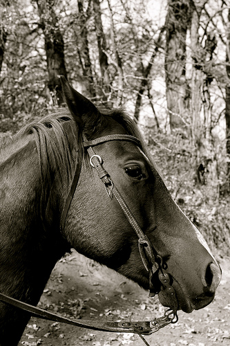 north dakota horse