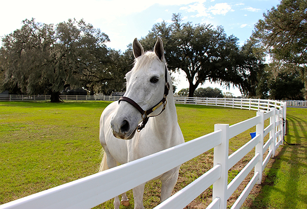 Ocala Florida horses White Horse