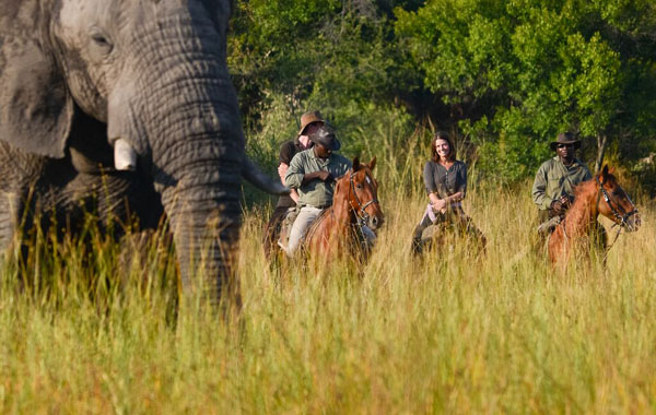 Okavango Delta Riding Safari Elephant