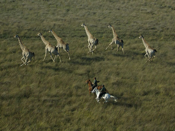 Okavango Delta Galloping With Giraffees