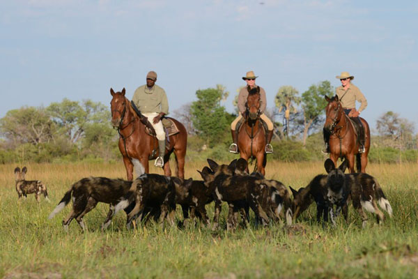 Okavango Delta Riding Safari Elephant