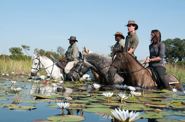 Okavango Delta Swimming With Horses