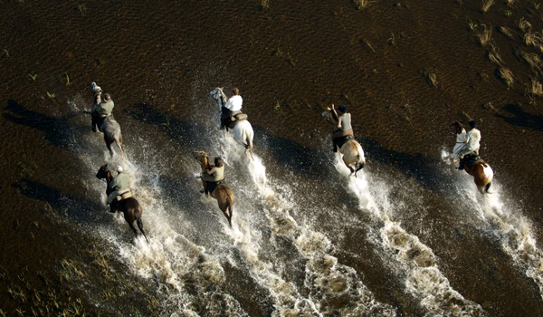 Okavango Delta horse safari