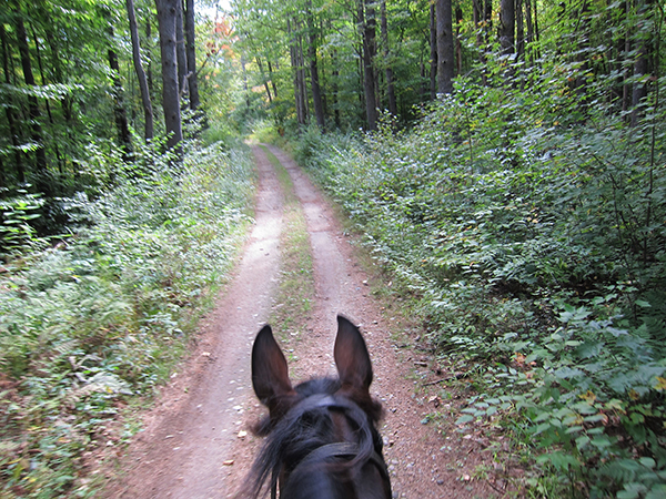 horseback riding on the trail at bear brook 