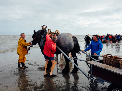 Oostduinkerke North Belgium Giving Horses a Rest