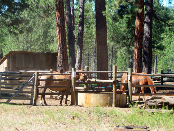 oregon horse trails sisters cow camp