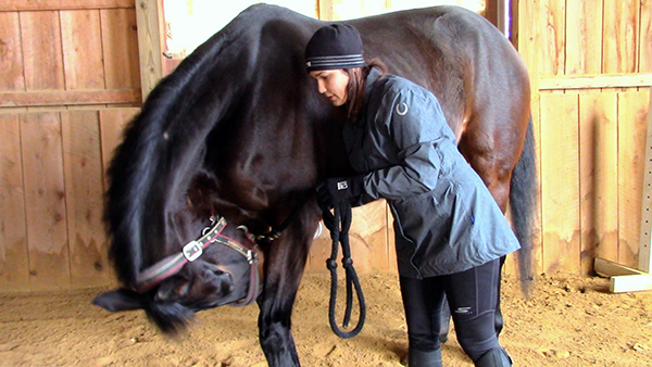 OTTB retraining horse exercises