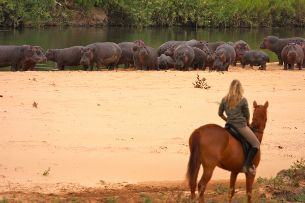 Out in Africa Horse Safari Hippos