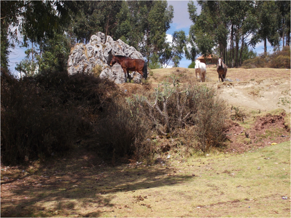 cusco outfitters horses graze iin pasture in peru