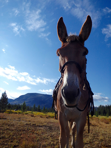 pack mule yellowstone wilderness outfitters 