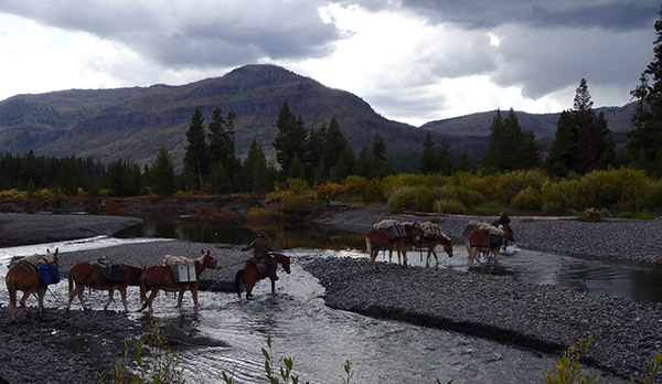 horses and pack mules cross river at yellowstone national park 